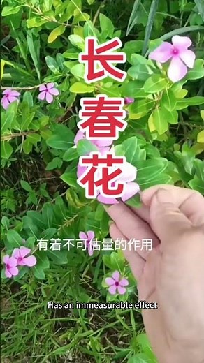 #植物科普 你們認識這種植物嗎一定要注意它全株有毒的#長春花#大自然的禮物 景外實拍