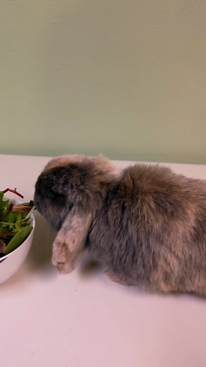 3.5K views · 28 reactions | Short on time but eager to see your rabbit excel? With 10 minutes of daily training, you’ll achieve results that make it seem like you’ve been training all day. | Rabbit Pals | Facebook