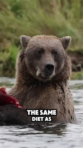 What Happens When You Raise a Black Bear?
