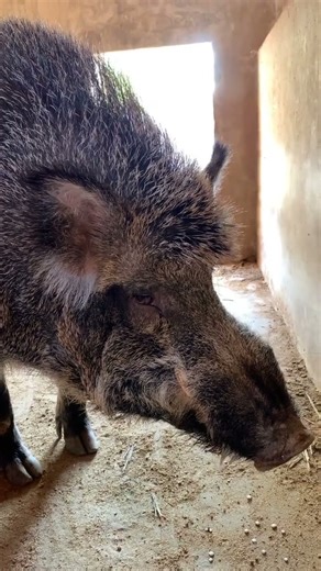 Fantastic Male Wild Boar Very Big 🐗 #boar #pig #animal #short #wildpig #wildboar #wildlife
