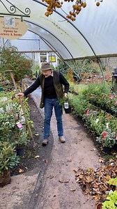 CALIFORNIAN LILAC ,CEANOTHUS REPENS is a tough evergreen shrub with powder blue flowers, it spreads approx 2 mt with a height of 80 cm ALL IRELAND DELIVERY WEBSHOP LINK IN BIO https://pergolanurseries.ecwid.com Pergola Nurseries Garden Corner Virginia,Co Cavan A gardeners oasis of quality plants Open Mon-Sat 9-6 Sun2-6 | Pergola Nurseries Garden Corner