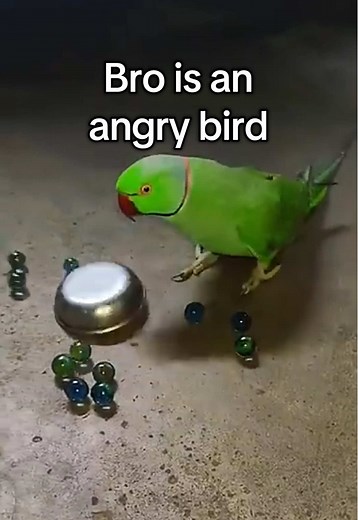 Lowkey an Angry Bird Highlight