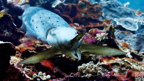 2.7K views · 219 reactions | DID YOU KNOW: Cuttlefish are masters of camouflage that can change both their color and the texture of their skin to match their surroundings! Their ability to change their appearance is also a way to communicate with other cuttlefish! Learn more: https://bit.ly/3LLaUXn | Oceana | Facebook
