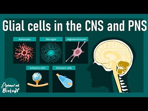 Glial cell types and their function | Astrocytes, Oligodendrocytes, Microglia, Schwan cells