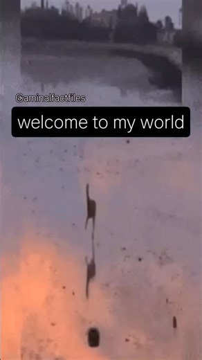 ANIMALS FACTS FILES on Instagram: "welcome to the molecule's world. here we have an assortment of goodies for you to enjoy! try shopping at the mall-ecule, where we sell molecules, thingies and mo-bobs! you can start a polycule, which is welcomed in molecule's world. welcome to molecule's world. just the aminalculefactculefactculefilescule"