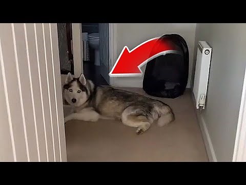 Hilarious Husky Back Talking | HUSKY DOG CAN ACTUALLY TALK!!!