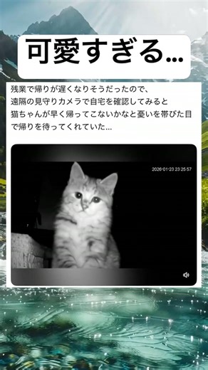 早く帰ってきてあげてwwww#shorts#猫#可愛い#カメラ#面白い#笑える