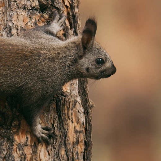 Their tufted ears and fluffy tails make Kaibab squirrels hard to miss—plus, this rare species can only be found in the forests of the Grand Canyon's North Rim 🐿️ | National Geographic Animals