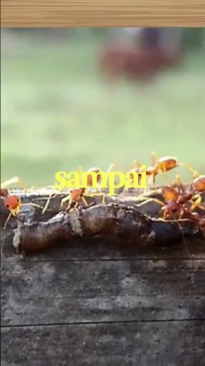 Facts about types of ants #facts #animals #ultimatefacts #ants
