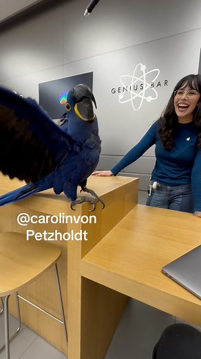 17K views · 455 reactions | Apple Store Employees in Awe of My Bird’s Talent! He shows his wings at the Genius Bar! | Carolin von Petzholdt | Facebook