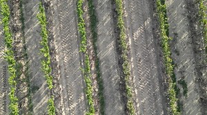 Amazing aerial view of vineyards in Spain. With farmhouses and small lakes.