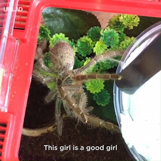 3.3M views · 3.3K shares | Unboxing Tarantulas and making them a home can be a difficult job  Exotics Lair | UNILAD | Facebook