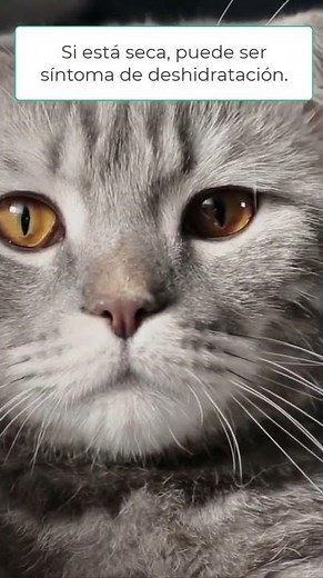 La nariz de tu gato revela todo sobre su salud #gatos #curiosidades