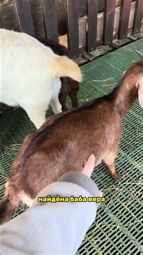 Тгк: kozanovAaa #фермер #фермерство #ферма #козы #животные #влог