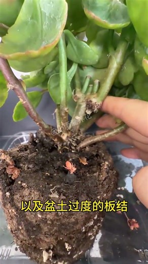 Kalanchoe's Aerial Roots: A Hidden SOS Signal