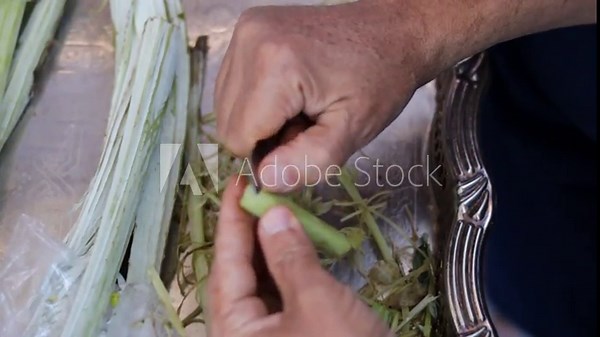 Traditional Hand-Cleaning Method for Cardoon – Cardoon Culinary Guide: How to Cook With Cardoons, Celery-Like Stalks, Cynara cardunculus Preparation