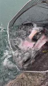 FISH 🐟 STOCKING Today 07/12/24 SEE YOU ALL OVER THE WEEKEND🎣🎣🎣🎣 | Hopetoun Fishery