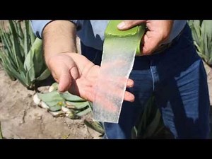 3 Natural Remedies for Dermatitis in Adults