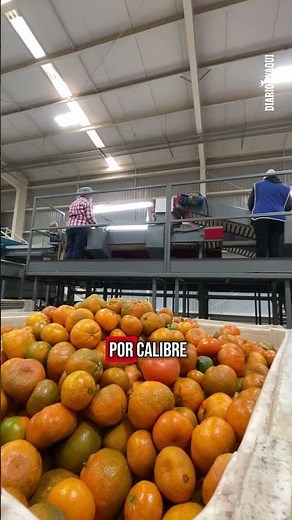 The Yaqui Valley is making strong progress in crop conversion