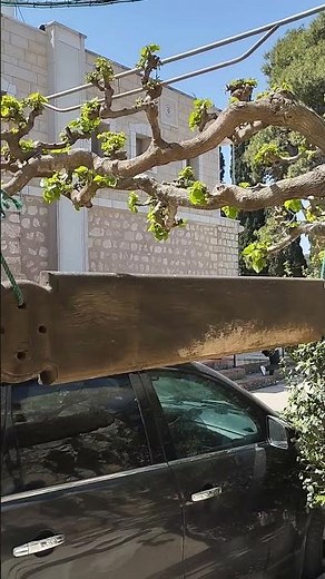 Mount Tabor, Holy land - the Orthodox Greek Monastery of Transfiguration of Lord Jesus Christ