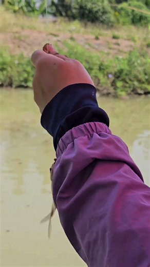 ตกปลาด้วยเบ็ดไม้ไผ่ วิถีเซียนเบ็ดริมคลอง Catching Java Barb with a Bamboo Pole