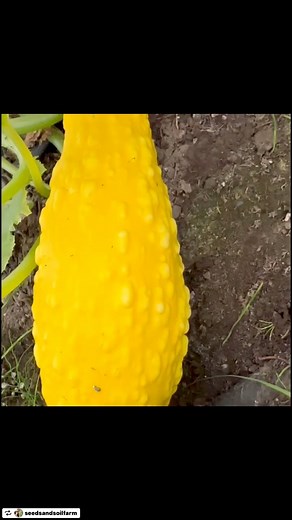 Squash problems #ecogarden #permaculture #permaculturedesign #permaculturegarden #naturalgarden #naturalgardening #gardenseeds #vegetableseeds #foodgarden#growyourfood#homegardening#growfood#plantsofinstagram#alaskaseeds#alaskagardening#alaskagarden#growwhatyoueat#notillgardening#palmeralaska#anchorage#wasillaalaska#fairbanksalaska#alaskagrown | Seeds and Soil Farm, Alaska's Seed Company | Facebook