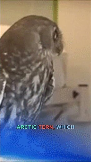You Won't Believe the Secret Behind Bird Migration Patterns