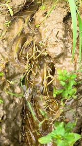 23K views · 229 reactions | Local Rainy Season Village Fishing Video #fish #fishingtime #fishing #village #fishingvideo | Local Fishing Videos | Facebook