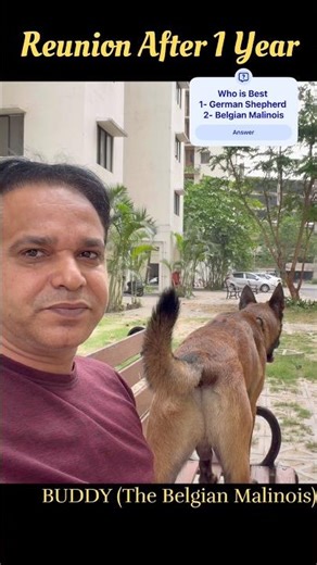 Who is Best #shortsfeed #youtubeshorts #belgianmalinois