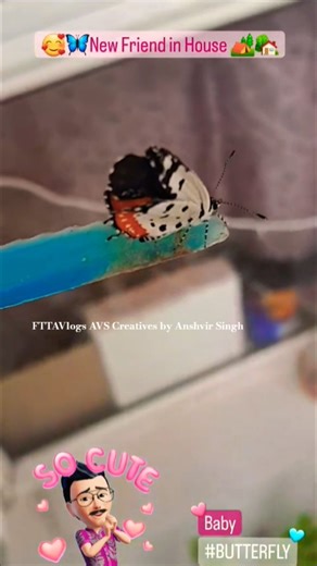 #trending #ytshorts #butterfly #love #nature #viralvideo #travelvlog #homemade #vlog #india #vlogger