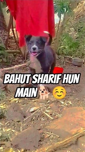 bahut Sharif Hun Main ‪@AnantRastogi‬ #subscribe #funny #dog #comedy #cute #deepak_chouhan_vlogs