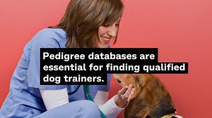 Pedigree Database : Find a dog trainer