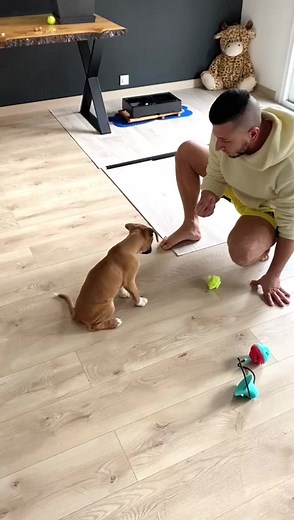 #boxerchien #chiotboxer #chiots #petitchien #dressagechien #chiotmignon #boxerfan