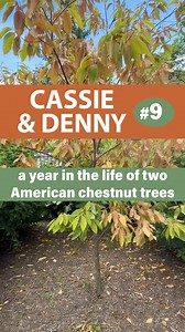 I've put this off for a while because this was a sad one for me. But here it is, the day we discovered Cassie & Denny had Phytophthora root rot. Does this mark the beginning of the end for our American chestnut heroes? | The American Chestnut Foundation
