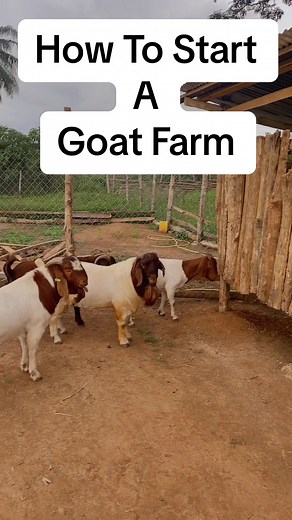 How to Start a Goat Farm: Ultimate Guide for Beginners