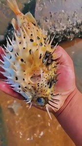 262K views · 1.4K reactions | Puffer fish 2 | ALL IN ONE FACT | Facebook