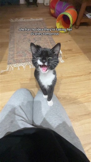 The Importance of Neutering Cats: What You Need to Know