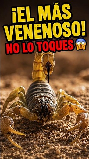 How this scorpion paralyzes its prey in milliseconds #Shorts #Wildlife #Curiosities