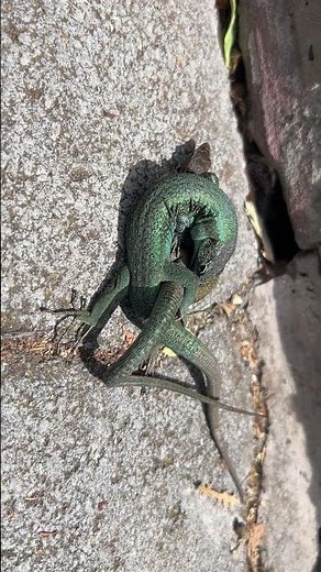 The Madeiran wall lizard