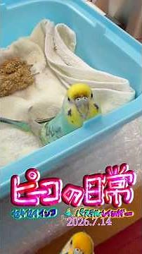 ピーコの日常〜7.14Himariプレイズ💖サラサーテ🎻カルメン幻想曲🦜✨💖