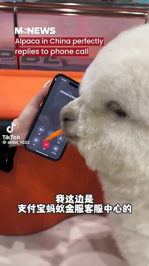 39K views · 2.5K reactions | In case you ever wonder what alpacas sound like. 藍 | Mustsharenews.com | Facebook