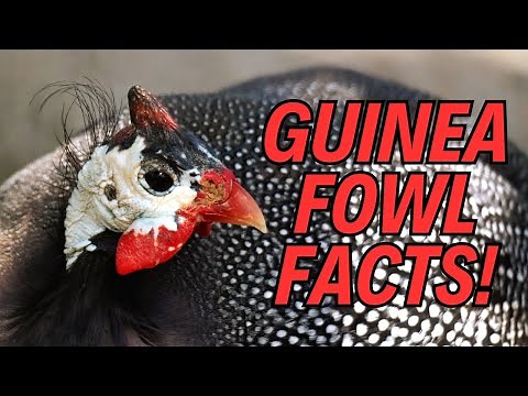 🐦 Meet the Guinea Fowl: 10 Fun Facts! 🌟