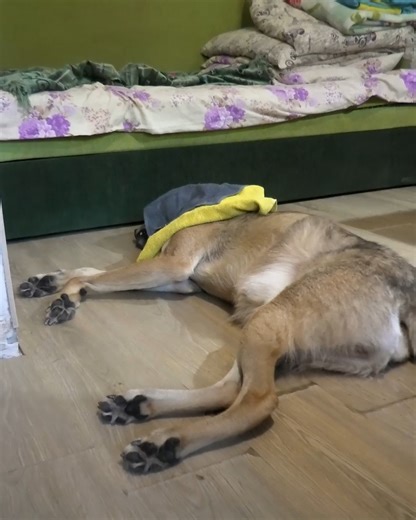 Wolf meets the outdoors for the first time 🥹 #rescuewolf #wildanimalrescue #cuddlebuddies | Cuddle Buddies