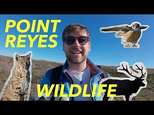 📸 Wildlife Photography - Up Close with Bobcats, Elk, and More at Point Reyes POV and Vlog