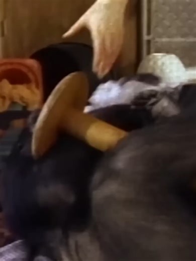 The talking gorilla said something shocking about humans - You won't believe what you hear.