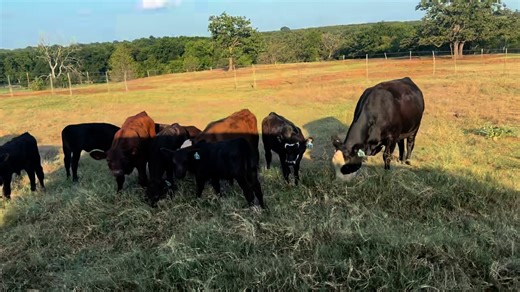 10 of these nice pairs selling this Wednesday 8/20! Cows are 2-3 years old and have been running back with a Black Angus bull. 817-888-0657 for more info | Comanche Livestock Auction
