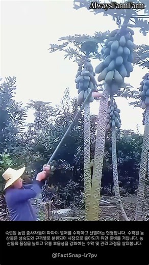 파파야 열매 수확 및 선별 작업 현장 #farming #farmlife #livestock #papaya #harvest
