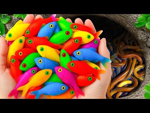 Surprised Catch Stranger Aquarium Fish In Small Pond, Baby Turtles, Blue Guppy, Koi, Crabs, Snails