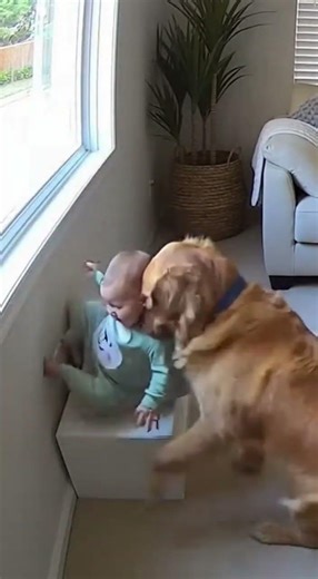 Hero Dog Saves Baby!