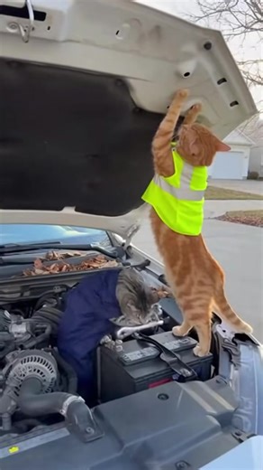 #duett med @kittycat #kitten